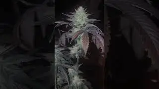 Week 7 day 49 Flower #acinfinity #wizardtrees #rs11 #11:11 #plants  #marshydro