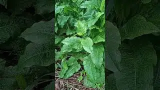 Backyard wild edible plants, part 2.