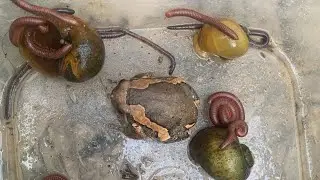 Support found catch find insects Snails 🐌 ber Millipedes Earthworms-Worms Animals 
