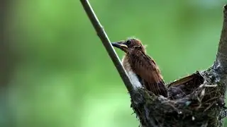 Asian Paradise-Flycatcher Series | Episode 5: Learning to fly