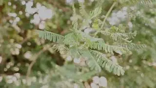 babul ka ped mimosa pudica background