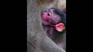 Comely baby baby get milk