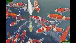 Funny Videos ❤️ Rainbow Eel, Pink Fish - Catfish swimming pool