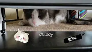 when fluffy sick - poor Fluffy| cat sick symptom         #shorts