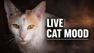 Beautiful ❤️ cat reaction 😍 | #cat#catvideos#funny#comedy#pets #cutecat 