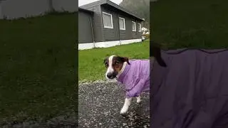 Супер погода в Норвегии.Ожидание и реальность #Шварц #funnysonya #дрт #2023 #норвегия #собакэнзлюкен