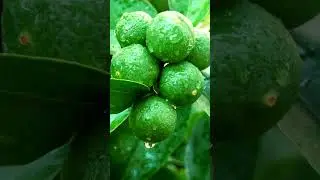 Harvesting limes, #agriventure #fruit #nature #modernagricuture #agricuture #harvest