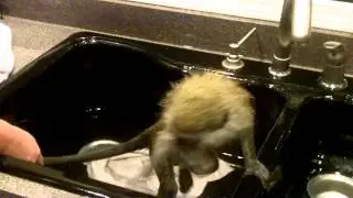 KING KONG GREEN GUENON MONKEY 9 MONTHS SWIMS IN SINK 4