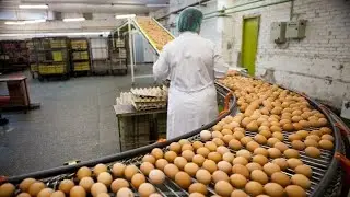 Taj Agro Egg Powder Manufacturing Process (How Is Egg Powder Made?) एग पाउडर उत्पादक - ताज एग्रो।