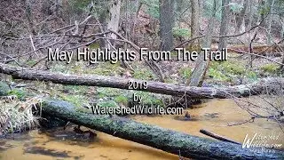 Raccoon fight & how does a porcupine cross a creek?.