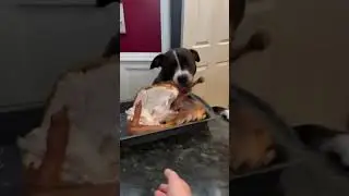 Food fail dog steals turkey funny meme #shorts