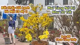 Mai Vàng Ở Hà Nội Nở Rực Rỡ Chưa Từng Thấy Như 30 Tết