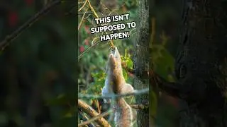 Squirrel FAIL | Funny Animals #shorts