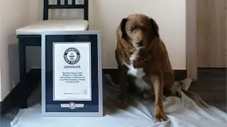 Oldest Dog in the World Dies