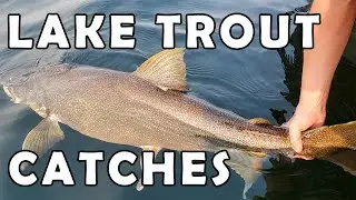 Lake Trout Catches