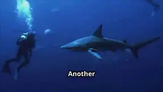 Ocean Ramsey: Shark Whisperer