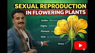 Sexual Reproduction in Flowering Plants | Board Exam Most Important 