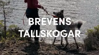 Midsummer Hike with Tamaskan dog in Brevens Tallskogar, Sweden