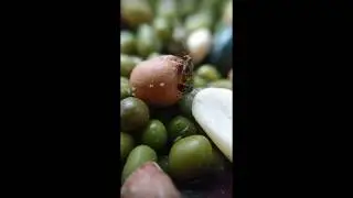 Weevils Mating & GO