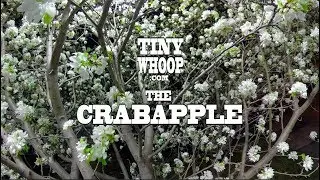 TreeScapes Episode 4 - The Crabapple - Tiny Whoop