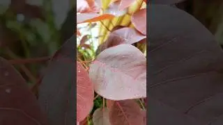 Euphorbia cotinifolia #Caribbean Copper Plant, Red Spurge, or Smoketree Spurge.#natural #art #garden
