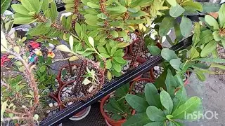 Acompáñame a trabajar en el jardín #yoanny #plantas #suculentas y más (ordenó el estante colgante) 🤩
