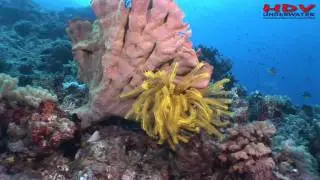 SOLA 4000 LED Lights Great Barrier Reef Relaxation Meditation
