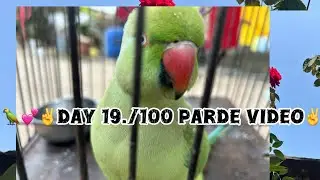  🦜💕✌️day 19./100 Parde video✌️ #teamfx #viralvideo #mitth