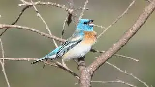 Lazuli Bunting Bird Song Video: Bird Songs Western North America: Calming Nature Sounds for Sleep