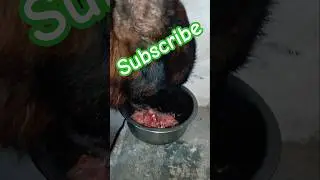 German Shepherd #dog #viralvideo #cute #pets