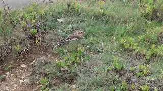 Snow Bunting, Portland Bill, 3rd November 2025