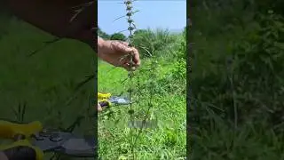 Do you know the mysterious properties of Leonurus Sibiricus