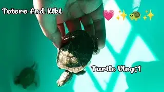 Totoro and Kiki, My turtles,my babies. Vlog: 1     #turtle #redearedslider #redearedsliderturtle 