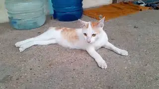Adorable kitten Popo friendly cat in pagoda smart animal