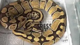 Enchi vs. Pastel Enchi Ball Python Comparison!