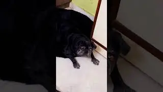 #pug #dog #doglove #cute #youtubeshorts #mypug #doggielife #pets #cutedog #funny #viralvideo #shorts