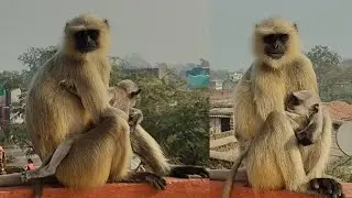 Watch How a Langur Gently Eats Biscuits with Its Baby on a Village Rooftop 🐒🏠