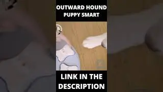 Gadgets For Dogs | Outward Hound Puppy Puzzle Games #shorts