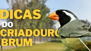 TUPIS CANTANDO e Algumas Dicas De ENCARTE