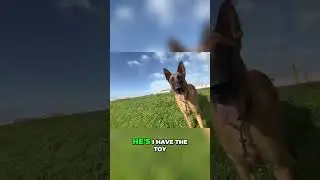 Dog's Daily Routine: Training, Treats & Cafe Adventures!