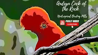 Neotropical Birding pills ( South America animals and birds information) Rupicola peruviana