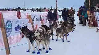 Live - Lauro Eklund Start Day #1 || 2025 Copper Basin 300 Sled Dog Race Coverage Glennallen Alaska