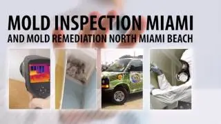 Mold Removal Miami Beach