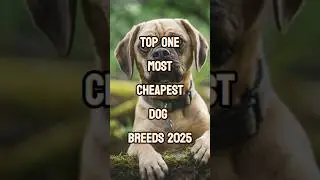 Top one Most Cheapest Dog Breed in 2025 🐕 | Affordable Dog Facts #shorts #dogbreeds #pets #doglove