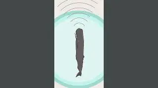 Whales compared to humans 😱 #shorts #ocean