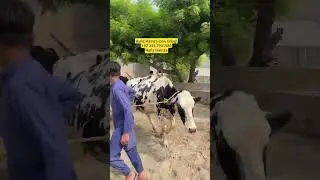 #cow #purecow