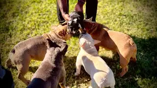 #DogBreeding 101: Why Every Breeder Needs MULTIPLE STREAMS OF INCOME Explained LIVE!