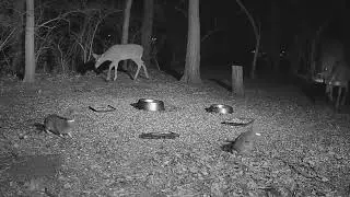 20230319 two rabbits run from deer