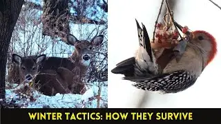 Watching Nature's Survival Strategy During a Cold Snap