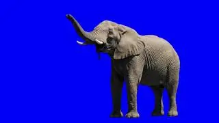 FREE VFX Green Screen – Elephant Splashing Water 4k